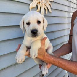 Snow - Yellow female Labrador Retriever puppy in Middleburg, Pennsylvania from Countrylanes labs
