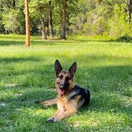 Dutchess - German Shepherd