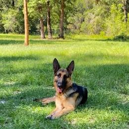Dutchess - German Shepherd