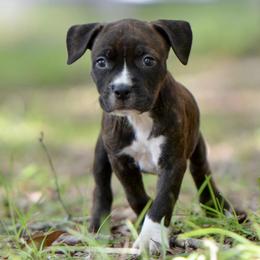 The Willing Partner - Brown brindle male American Staffordshire Terrier puppy in St. Augustine, Florida from LBK & Ancient City