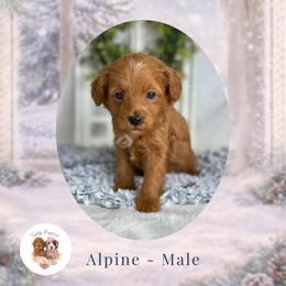 Alpine - Red  male Goldendoodle puppy in Canton, Georgia from Teddy Puppies