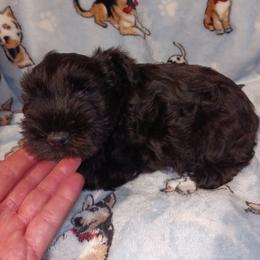 Baron - Black male Miniature Schnauzer puppy in Midland, Texas from Shebbies Puppy Palace