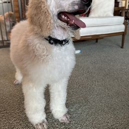 Pembroke Welsh Corgi and Poodle Puppies from Blue Diamond Kennel