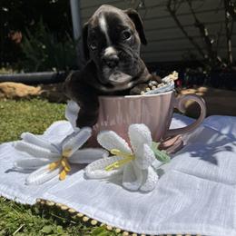 Boxer Puppies from Bellmont Boxers East TN