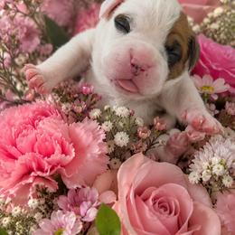 Light Pick - White female Boxer puppy in Denver, Colorado from Yuni’s AKC Boxers