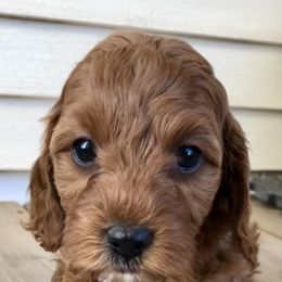 Cavapoos and Shichons from Painter Puppies
