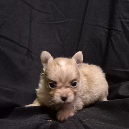 Boy - Cream male Chihuahua puppy in Williamsburg, Virginia from Chloe & Friends