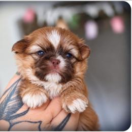 Rocky - Liver and white male Shih Tzu puppy in Warren, Michigan from Danielle's Yorkie Babies
