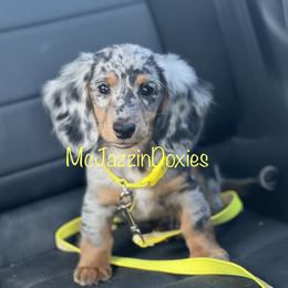 Dachshund Puppies from McJazzin Doxies