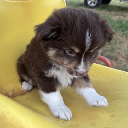 Miniature Australian Shepherd Puppies from Mini Aussies In Texas