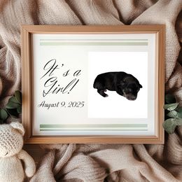 Girl 3 - Salt and pepper female Miniature Schnauzer puppy in Seguin, Texas from TiKi's Kennel's