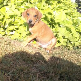 Leo - Rd whtn blk nose male Rhodesian Ridgeback puppy in Carney, Oklahoma from River Run Parson Russell terriers & River Run Ridgebacks