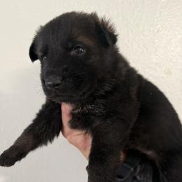 Female 3 - Sable female German Shepherd puppy in Denver, Colorado from Morales Kennels