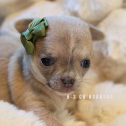 Greta - Blue fawn female Chihuahua puppy in Tulsa, Oklahoma from H-3 Chihuahuas