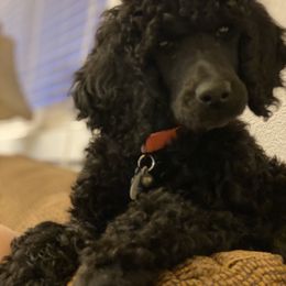 Poodle Puppies from Stunningly Sweet Standards