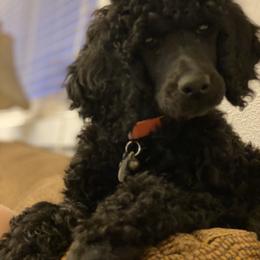 Poodle Puppies from Stunningly Sweet Standards
