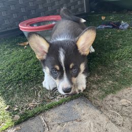 Adam - Black and white male American Corgi puppy in Brandon, Florida from Swell Corgis