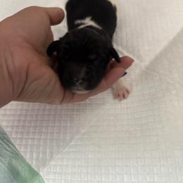 Newfoundland Puppies from Amanda Robinson