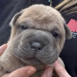 Chinese Shar-Pei from Morgan's Chinese Shar-Pei