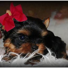 Axel - Black and tan male Yorkshire Terrier puppy in Warren, Michigan from Danielle's Yorkie & Shih Tzu Babies