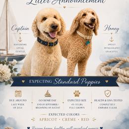 Goldendoodle puppies from Baker County Goldendoodles