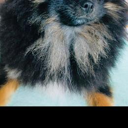 Griffin - Pomeranian