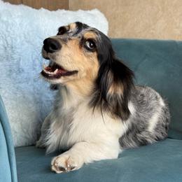 Padme - Dapple female Dachshund puppy in Krum, Texas from Tired Chef Dachshunds