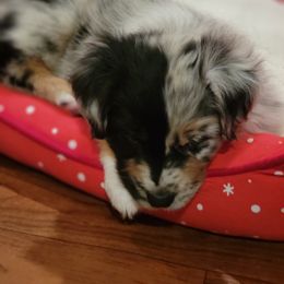 Australian Shepherd Puppies from Summit Australian Shepherds