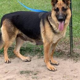 German Shepherd All Grown Up from Hartland's AKC German Shepherds
