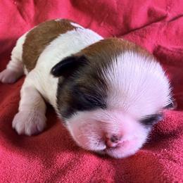Cadbury - Gold and white male Shih Tzu puppy in Winston Salem, North Carolina from Little Miracles Shih Tzu