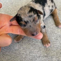 Doc - Blue merle male Miniature Australian Shepherd puppy in Friend, Nebraska from Mid-Plains Mini Aussies