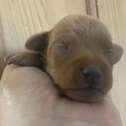Michael - Stag red male Miniature Pinscher puppy in Lancaster, Missouri from White Stone Ranch