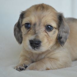 Dachshund Puppies from Dreamheart Dachshunds