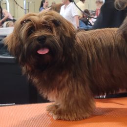 Lhasa Apso Puppies from Kai-ara Lhasa Apsos
