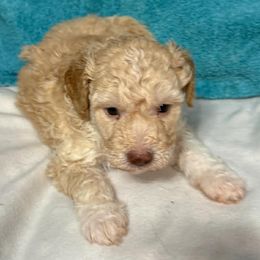 Boy 1 - Orange male Lagotto Romagnolo puppy in Akron, New York from Almar Lagotto
