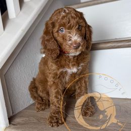 Marcia (maroon collar) - Red  female Goldendoodle puppy in Murrieta, California from Apricot Poodles & Goldendoodles, LLC