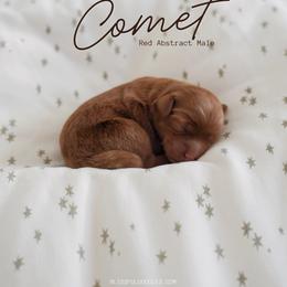 Comet - Red  male Goldendoodle puppy in Vancouver, Washington from Blissful Doodles