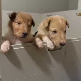 Berger Picard and Collie Puppies from Denby Berger Picards and Collies