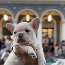 Ivar Shelf - Cream male French Bulldog puppy in Cedar Hill, Texas from Puppy Paper House