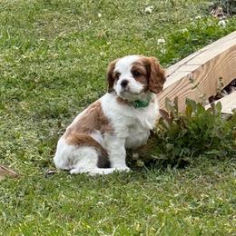 Tali - Blenheim female Cavalier King Charles Spaniel puppy in Calhoun, Georgia from Cavis at Wryah Farm