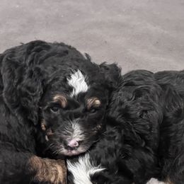Bernedoodle Puppies from Syracuse Doodle Den