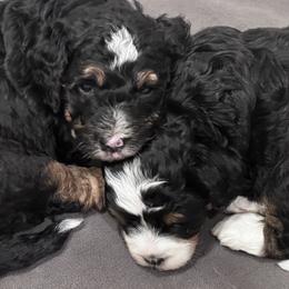 Bernedoodle Puppies from Syracuse Doodle Den