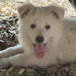Pearl - White female German Shepherd puppy in Bexar County, Texas from Scenic Creek German Shepherds and White Swiss Shepherds