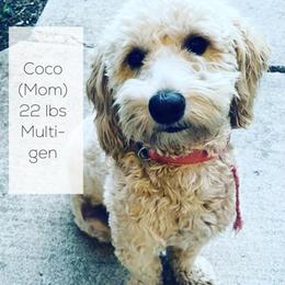 Coco - Goldendoodle