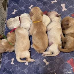 Hot Pink - Golden female Golden Retriever puppy in Angier, North Carolina from Howard's Retrievers