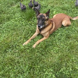 Belgian Malinois All Grown Up from Detto Fatto Malinois