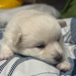Eleven - White female Pomsky puppy in Oak Harbor, Washington from Island Pomskies