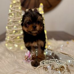 Topaz (Mini Shop and Hocus Pocus Lineage) - Black and tan female Yorkshire Terrier puppy in Pittsburg, California from Crystal Garden Yorkies
