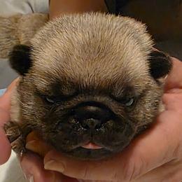 Cupid-Grey Collar - Fawn female Pug puppy in New Braunfels, Texas from Kex Pug Haus