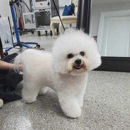 Cosme - Bichon Frise